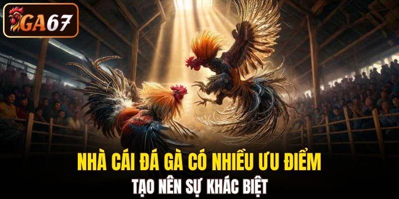Nhà cái đá gà có nhiều ưu điểm tạo nên sự khác biệt