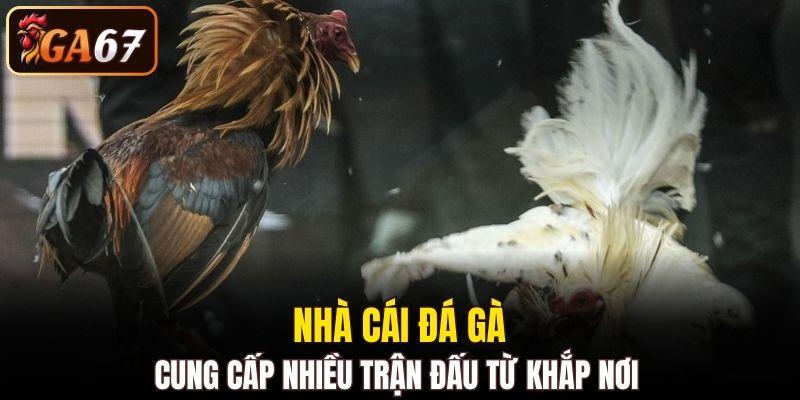 Nhà cái đá gà cung cấp nhiều trận đấu từ khắp nơi